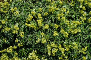 Alchémille des Alpes, Alchemilla alpina