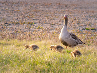 grey goose baby in a meadow