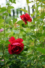 scarlet shrub rose in the garden