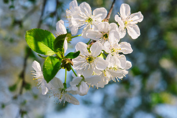 Close up image of a wild cherry blossom branch with blur background. Flowering tree branch in spring.