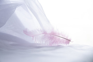 Pink feather on white background. Lightweight fabric