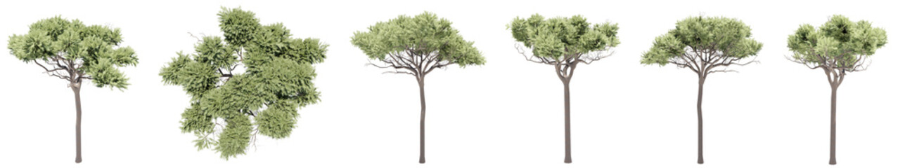 Obraz premium Set or collection of green stone pine trees isolated on white background. Concept or conceptual 3d illustration for nature, ecology and conservation, strength and endurance, force and life