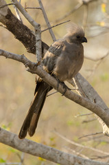 Coliou rayé,.Colius striatus, Speckled Mousebird