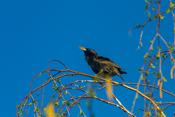 starling on branch