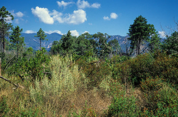 Fototapeta na wymiar Aiguilles de Bavella, Massif de Lospédale, Parc naturel de Corse, Corse du Sud