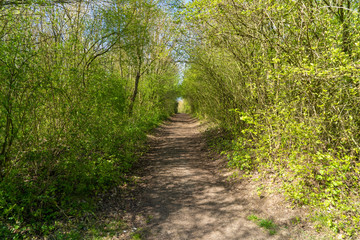 Woodland Path in spring time with overhanging trees