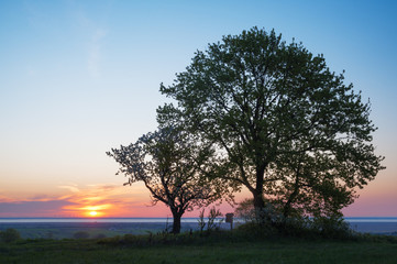 Fototapeta na wymiar Sunrise at lake Neusiedlersee with cherry trees in front