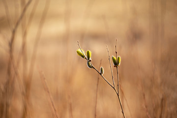 Close-up of willow in field