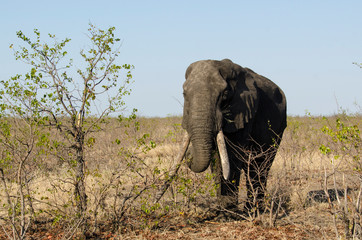 Fototapeta premium Eléphant d'Afrique, Gros porteur, Loxodonta africana, Parc national Kruger, Afrique du Sud