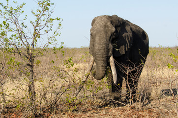 Fototapeta premium Eléphant d'Afrique, Gros porteur, Loxodonta africana, Parc national Kruger, Afrique du Sud