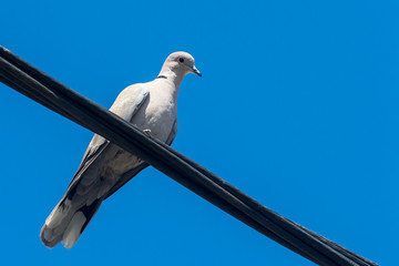 collared dove on the electric cable