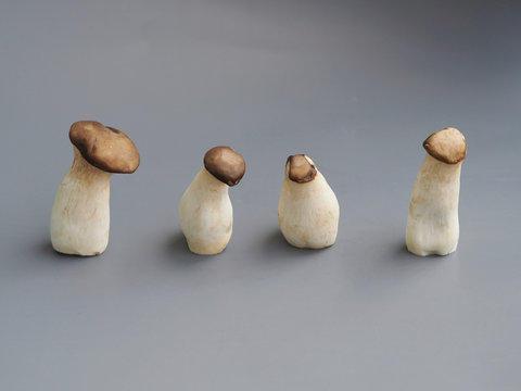 group of mushrooms social distancing of oringi mushroom