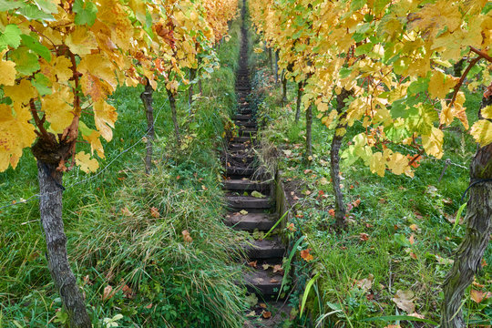 Schmale graue Treppe, führt zwischen rot grünen Weinreben steil nach oben. Am Weinberg im Remstal. An einem Vormittag im Herbst.