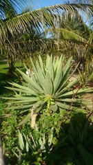 green aloe bush