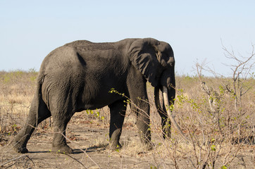 Fototapeta na wymiar Eléphant d'Afrique, Gros porteur, Loxodonta africana, Parc national Kruger, Afrique du Sud