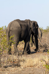 Eléphant d'Afrique, Gros porteur, Loxodonta africana, Parc national Kruger, Afrique du Sud