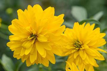 Bright yellow flowers