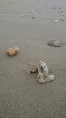 Corals lie at the edge of the sea. Broken coral brought by the waves from sea to shore.