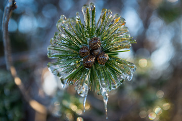A macro of a pine tree branch covered in ice or silver thaw. There are drips of frozen water thawing and running off the needles of the pine tree branch. The background is blurry and abstract.
