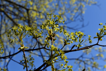 Blüte des Ahornbaums, Spitzahorn, Acer platanoides, im April