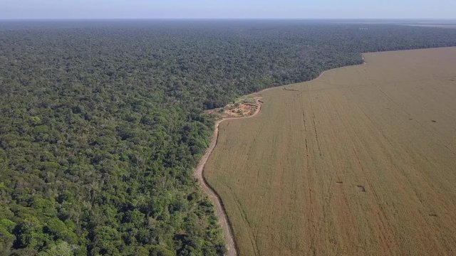 Aerial drone view of the Xingu Indigenous Park territory border and large soybean farms in the Amazon rainforest, Brazil. Concept of deforestation, agriculture, global warming and environment. 4K 