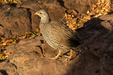 Francolin du Natal,.Pternistis natalensis, Natal Spurfowl