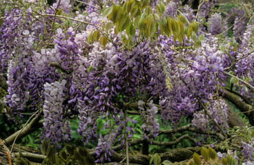 Obraz premium glycine, Wisteria floribunda