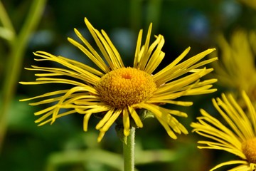 Medicinal plant elecampane inula closeup.