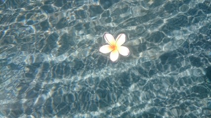 Tropical frangipani flower floating in blue water