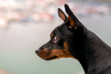 close-up of a mini pinscher facing left with ears raised