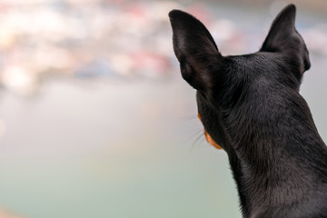 close-up of a mini pinscher facing left with ears raised