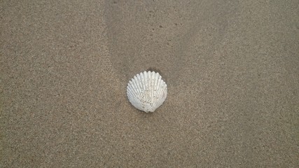 a Seashells on sand background