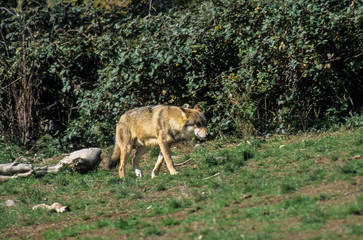 Fototapeta na wymiar Loup, Canis lupus