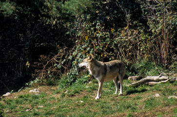 Loup, Canis lupus
