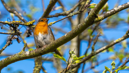Close up of European Robin Bird in tree perched on branches