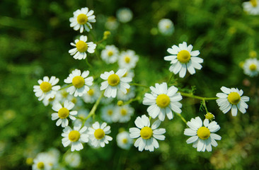 White  chamomile daisies in meadow. Green floral background and beauty boke.