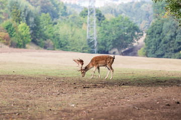 Fallow Deer - Dama dama grazes in a meadow.