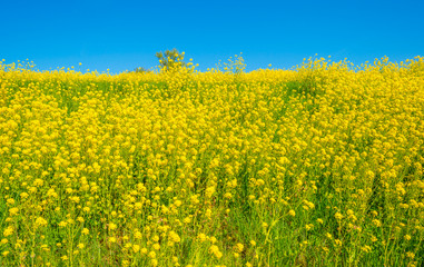 Dike with yellow wildflowers below a blue sky in sunlight in spring