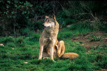 Loup, Canis lupus