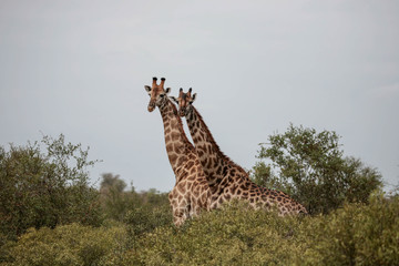 Two South African giraffe (giraffa Camelopardalis) cows staring at the camera at the end of the rainy season in the South African bushveld.