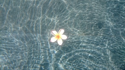 Tropical frangipani flower floating in blue water