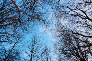 Oak Trees Branches on blue cloudy sky. Wide angle photography.