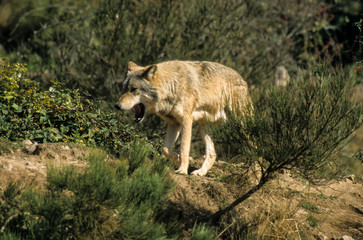 Loup, Canis lupus