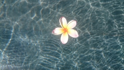 Tropical frangipani flower floating in blue water