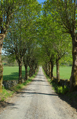 Alley road at late spring, almost summer, gravelled road and stone walls. 