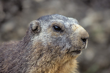 Marmotte des Alpes, Marmota marmota