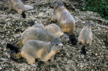 Marmotte des Alpes, Marmota marmota