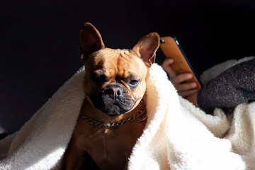 Brown dog with white blanket on a sofa