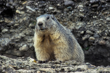 Naklejka na ściany i meble Marmotte des Alpes, Marmota marmota