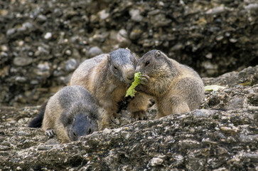 Marmotte des Alpes, Marmota marmota